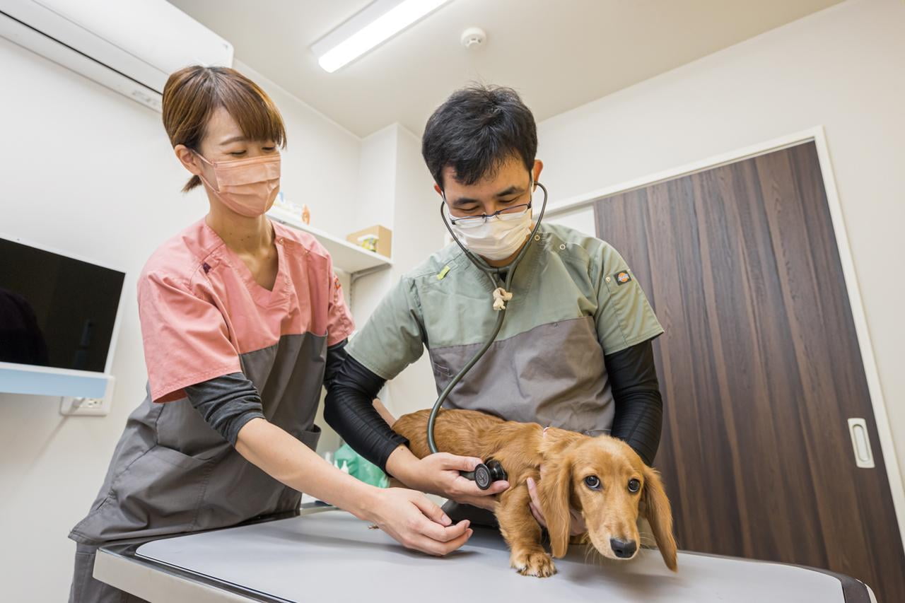 動物たちは大切な家族 最期まで心と体に寄り添う治療を｜Premo動物病院