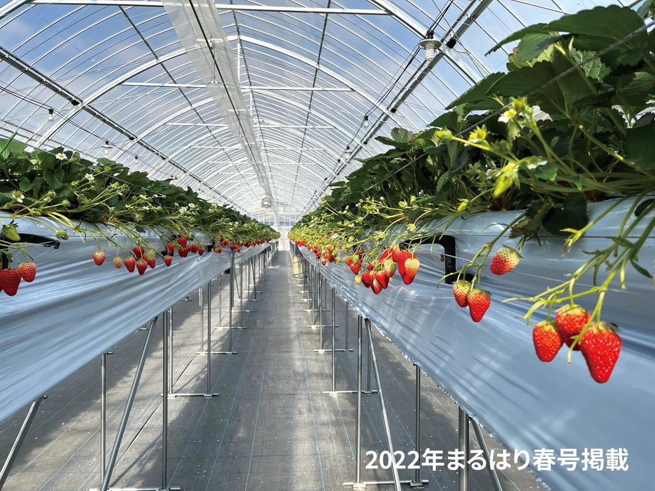 【太子町】おいしい"いちご" の魅力に感動|TAiSHi farm ~いちご農園~
