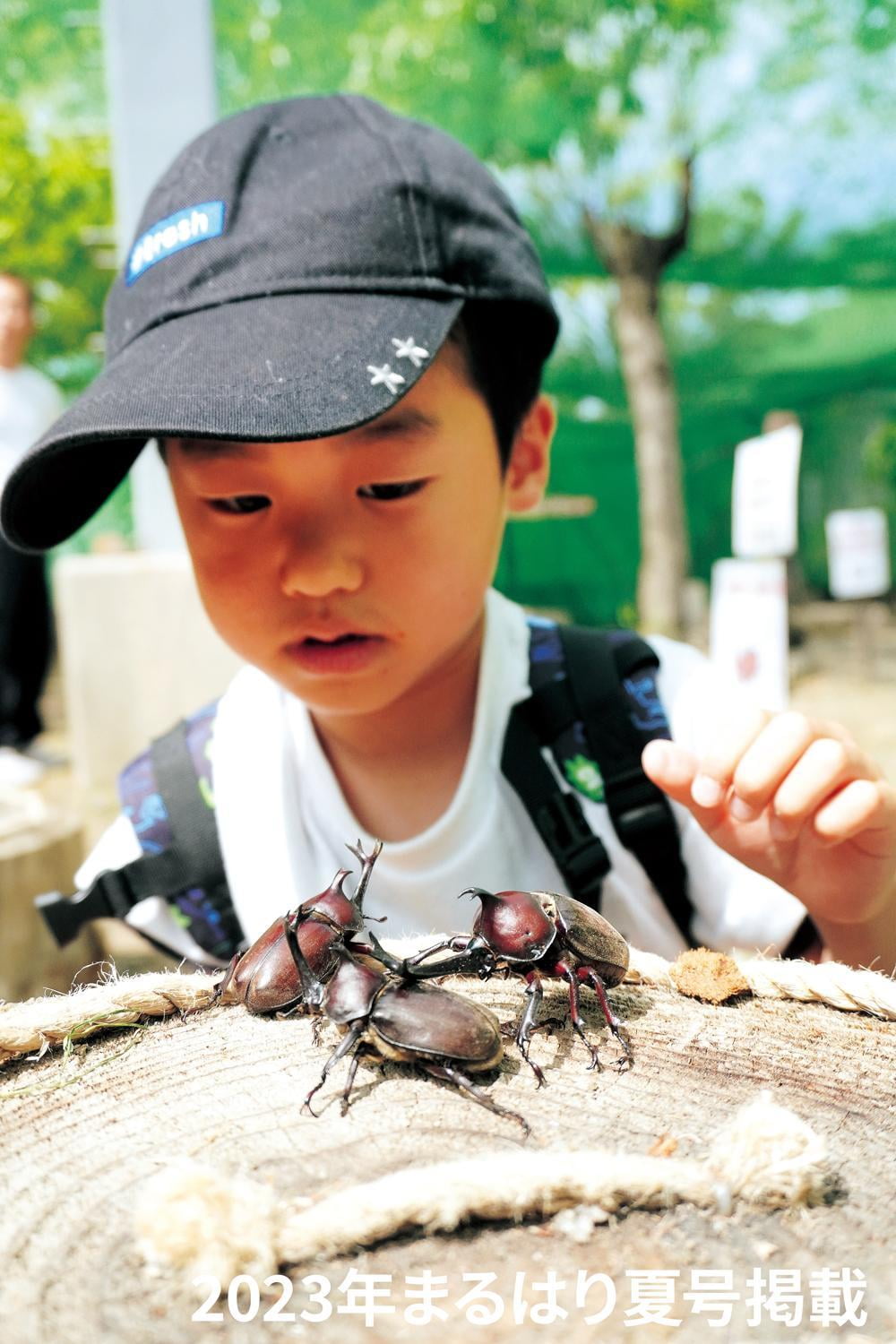 【宍粟】世界のカブクワとふれあい体験「えばらの森 カブトムシドーム」全国から足を運ぶファン多数!自由研究にもピッタリ