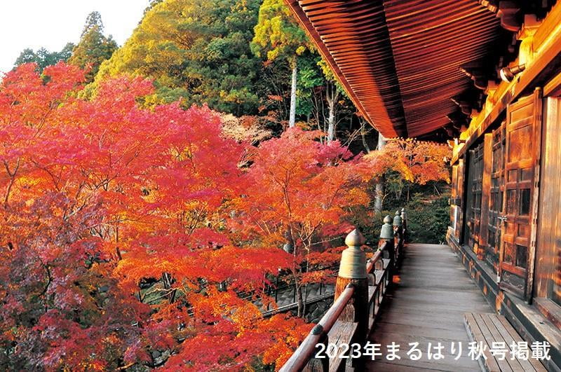 まるはり秋号 発売のお知らせ