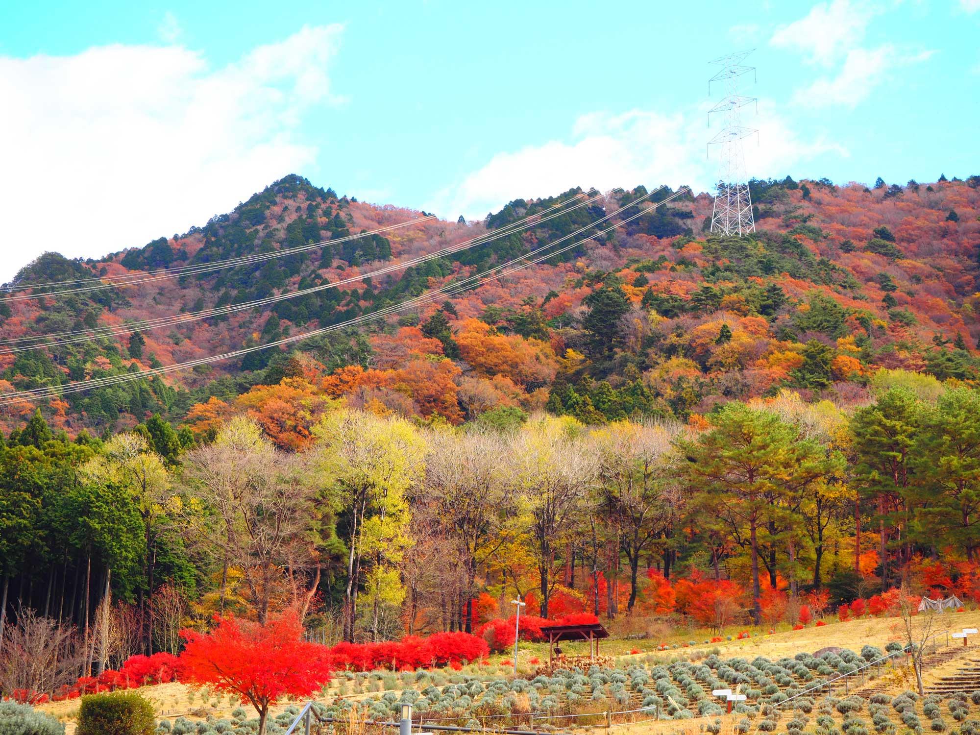 【多可】自然に触れ、心を癒やす体験 紅葉も楽しめるラベンダーパーク｜ラベンダーパーク多可