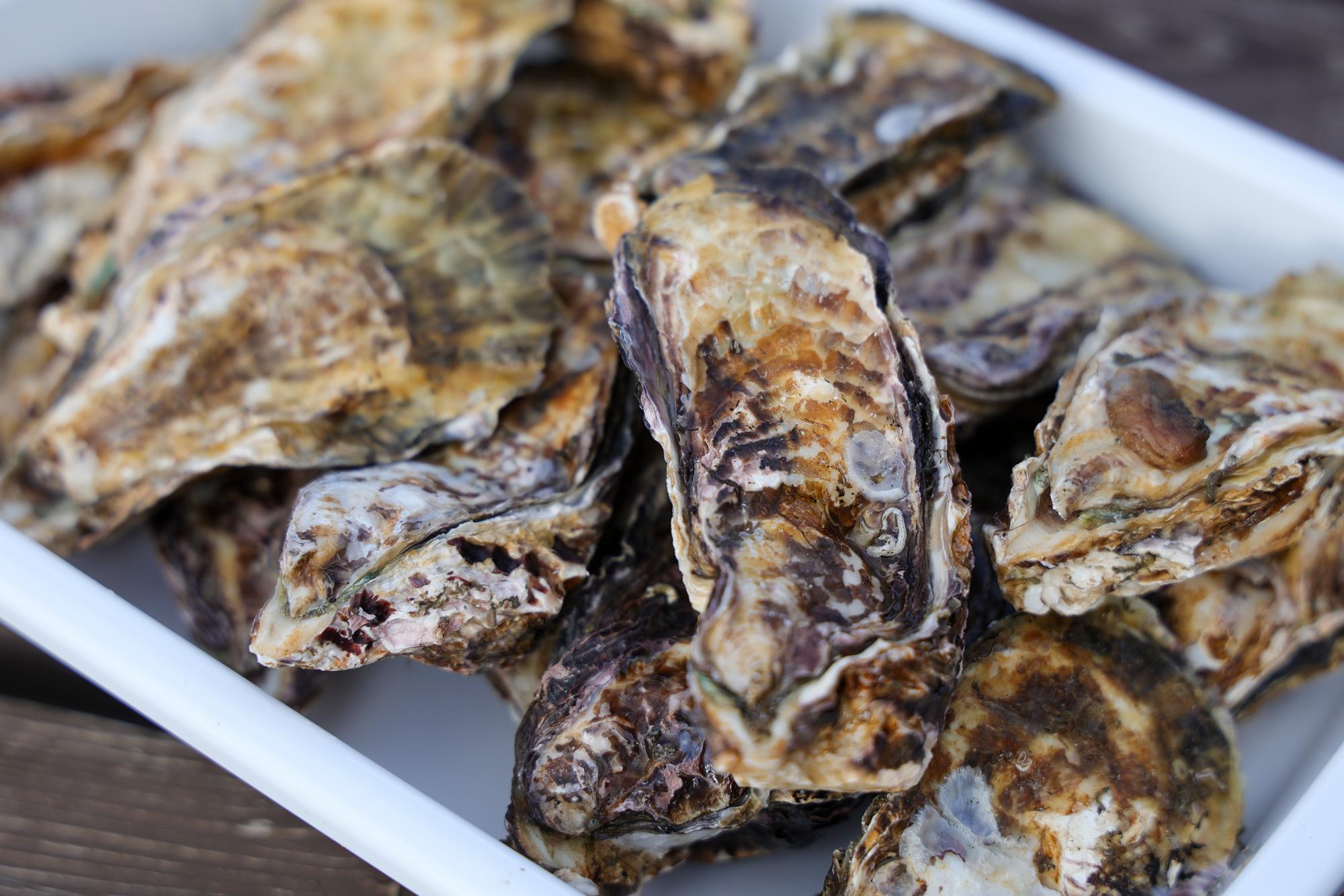 【相生】旬の牡蠣も新鮮なお魚も！ 冬の海の幸を魚稚で堪能｜相生市水産物市場 株式会社魚稚