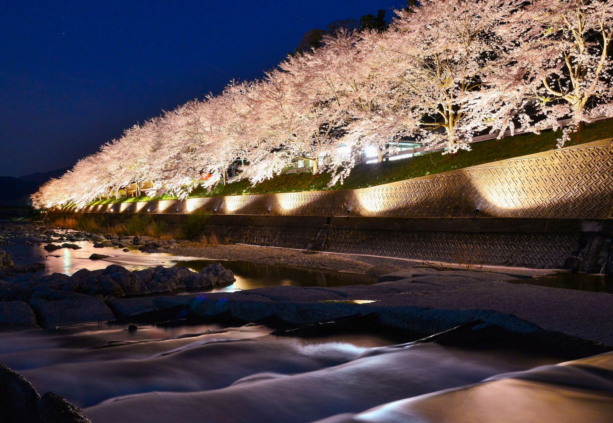 【2025】兵庫・姫路周辺の「夜桜・桜ライトアップ」が楽しめる花見の名所6選！イベントや開花時期もご紹介 