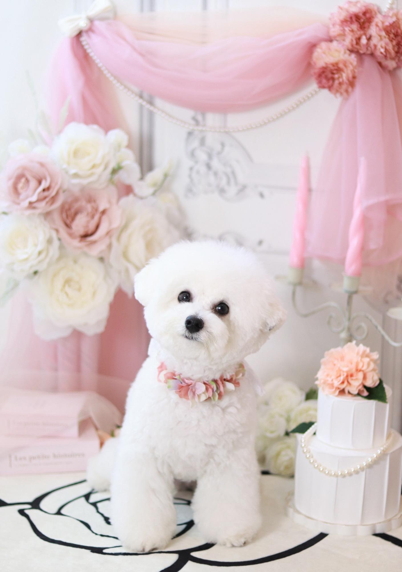 【姫路】ワンちゃんの美と健康をお手伝い 特別な一枚が残せるフォトブースも人気|CHIC&CO./Ameria toutou.