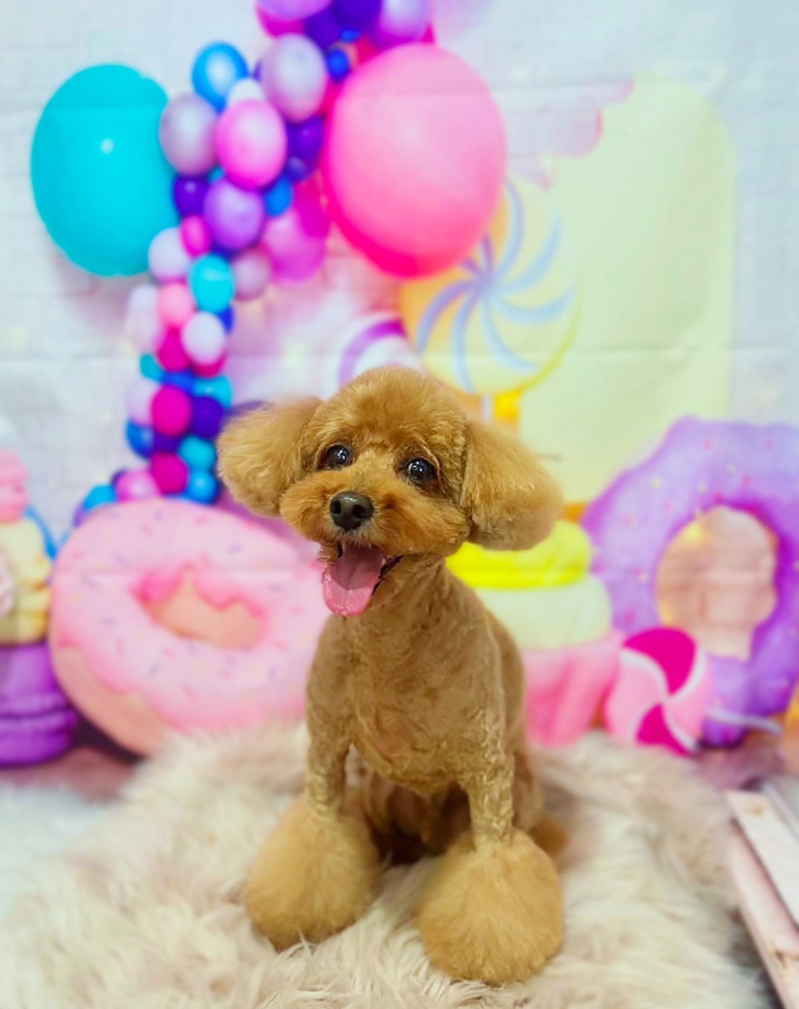 【姫路・稲美】健康面もケアしてくれるペットサロンで愛犬の健康をサポート！