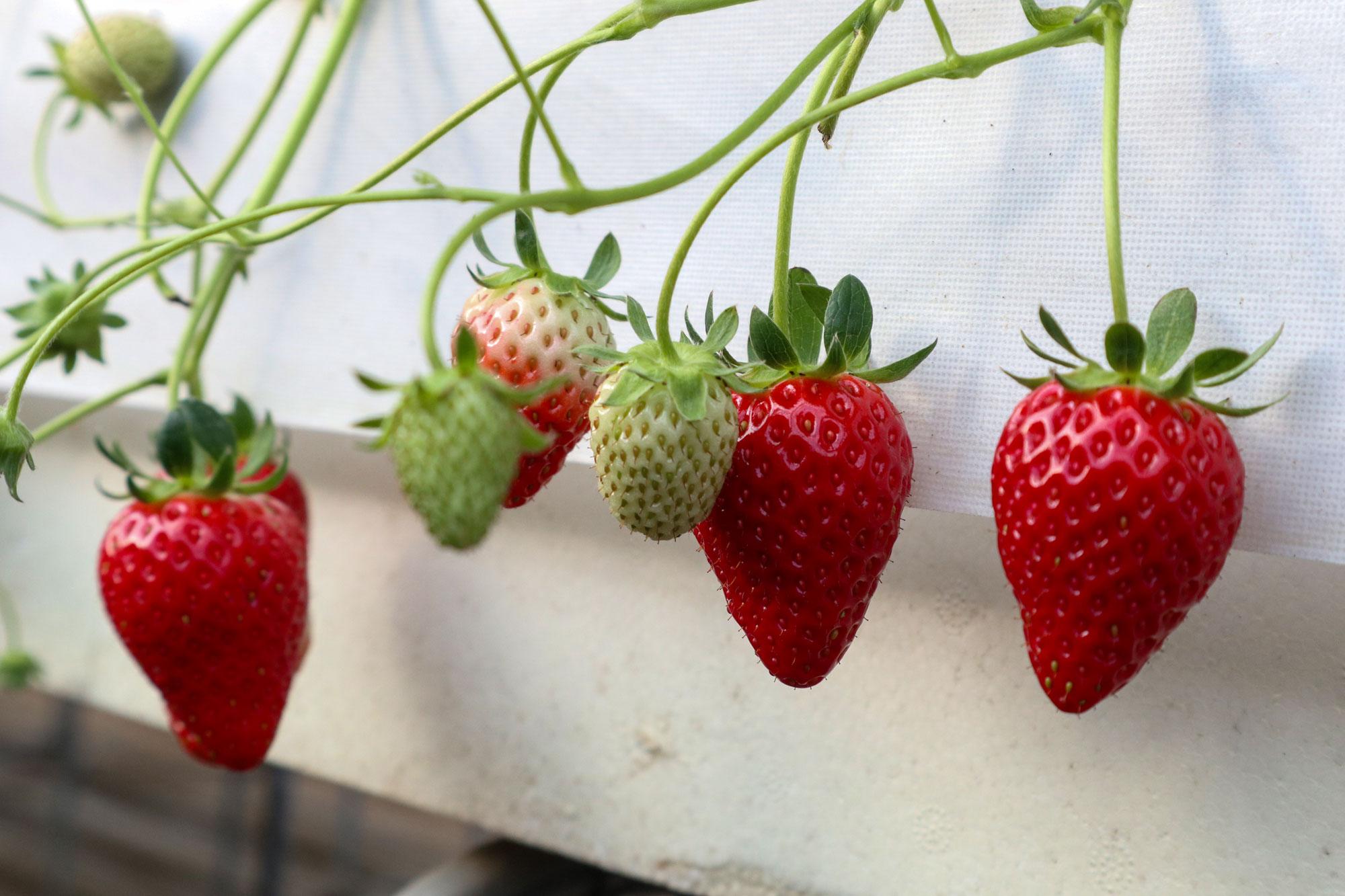 【姫路】農園でイチゴ狩り＆カフェでイチゴスイーツを楽しめる｜みつヴィレッジ・自然派マルシェ Rebirth Village