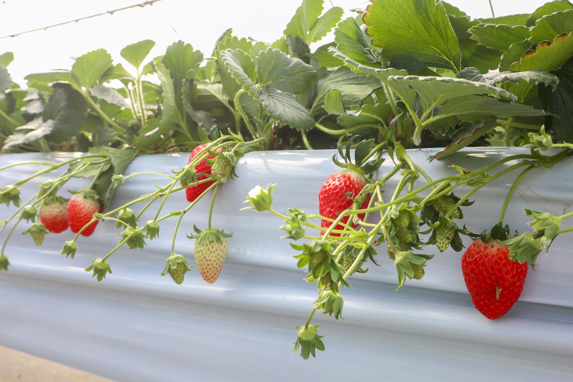 【市川】大ぶりで食べ応えのあるイチゴ｜にっしーFarm