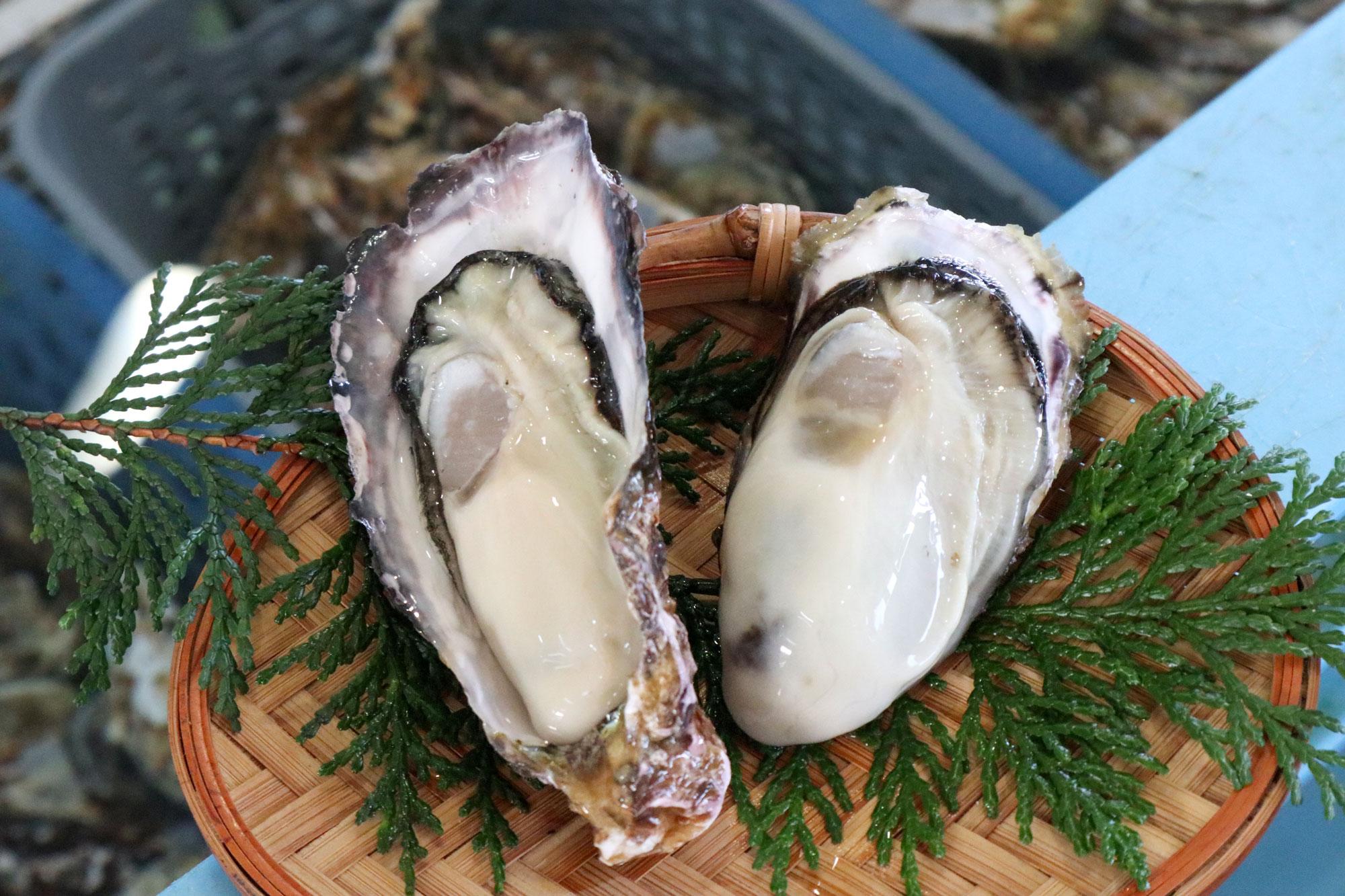 【たつの】「全国牡蠣-1グランプリ」で2年連続グランプリを獲得！｜室津漁業協同組合