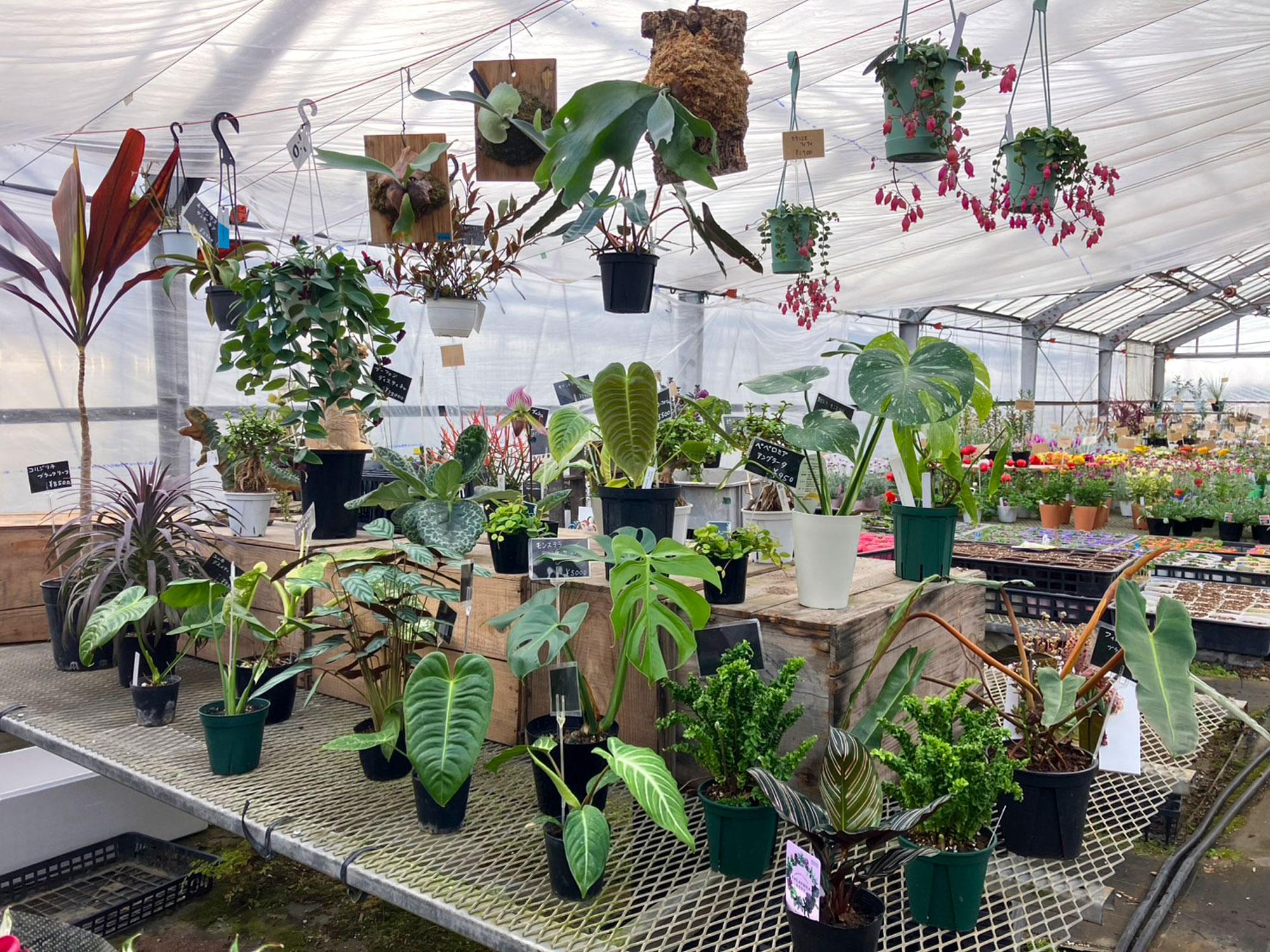 【加西】この春、観葉植物のラインアップがさらに充実！約600種類の植物がそろう、まるで植物園のような園芸店｜もりあん花の店