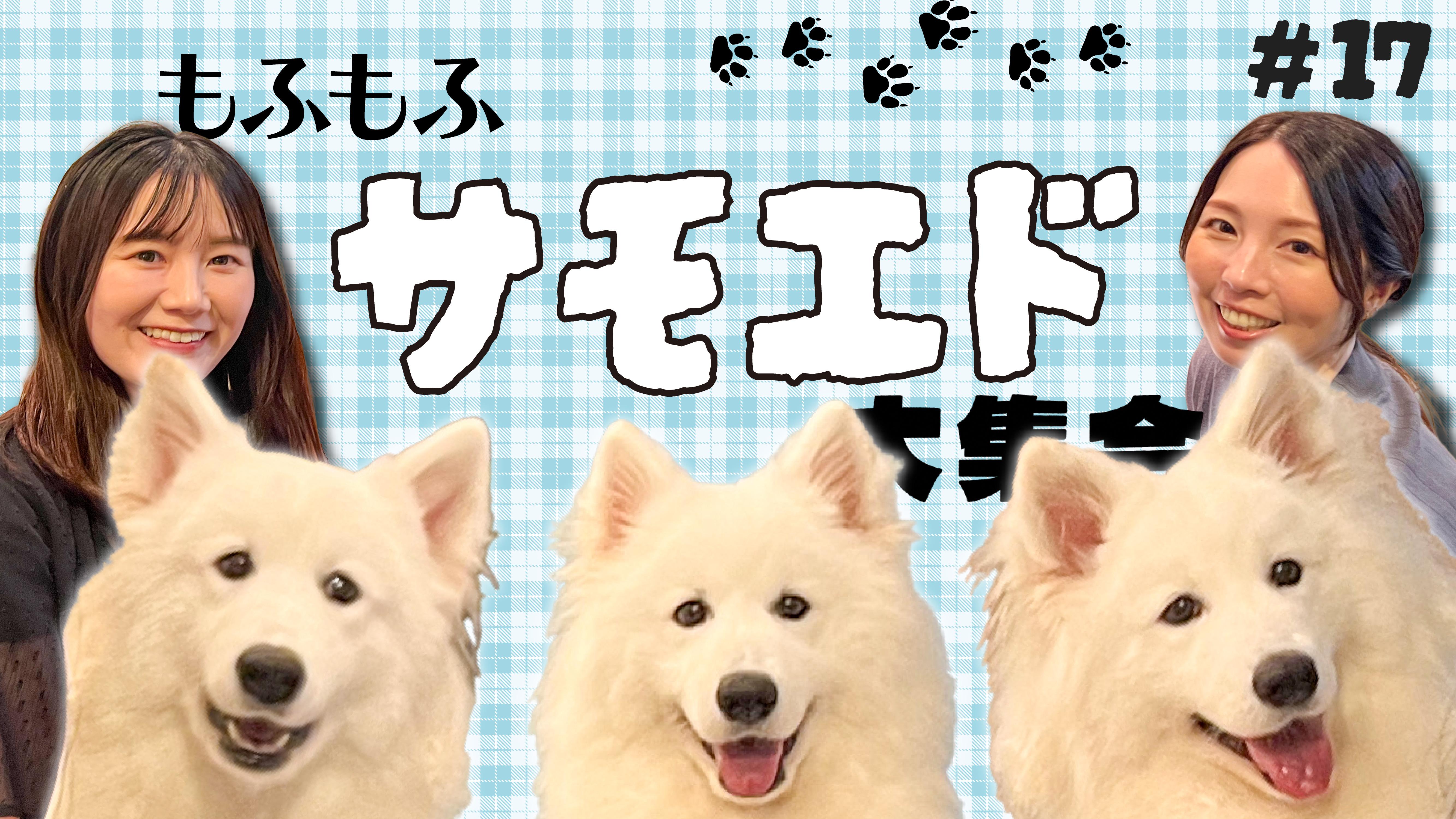 【番組】第17回『めっちゃみたい』姫路のサモエド専門犬カフェへ！「サモエドスマイル PREMIUM ワンonワン」をご紹介｜YouTubeで公開