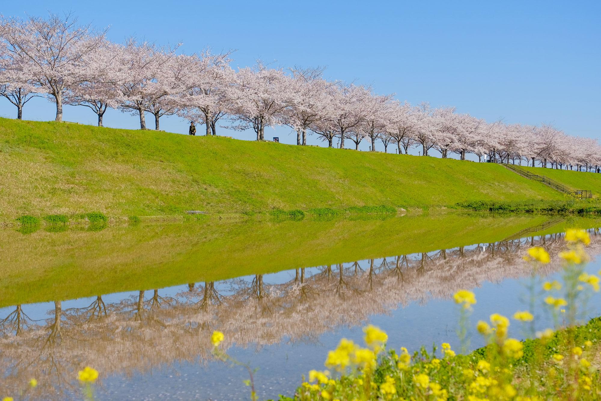 加工済_おの桜づつみ回廊①.jpg