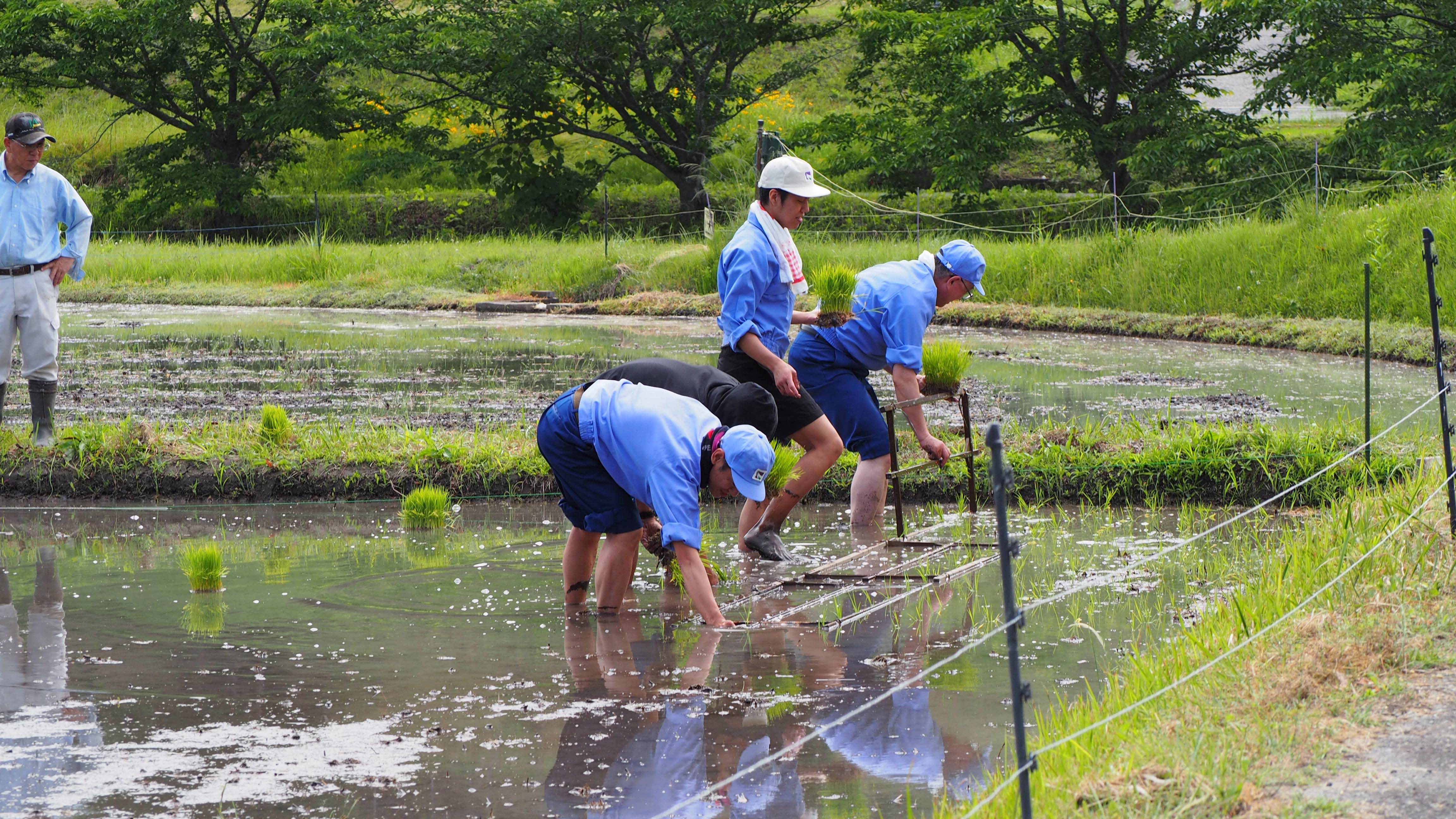 2510_兵庫県産山田錦03_01.jpg
