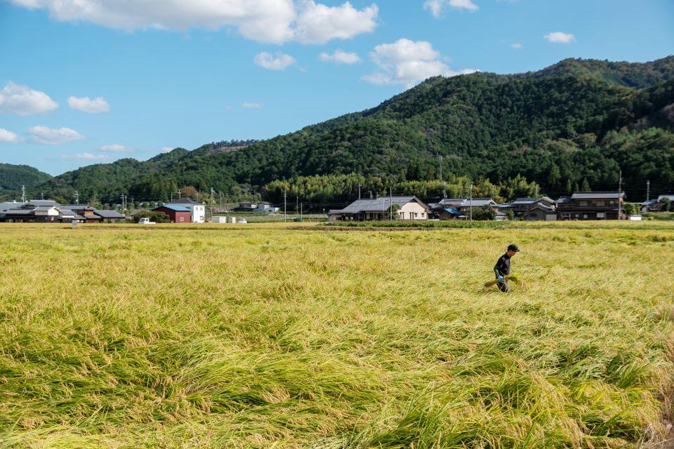 2510_兵庫県産山田錦03_03（農林水産省）.jpg