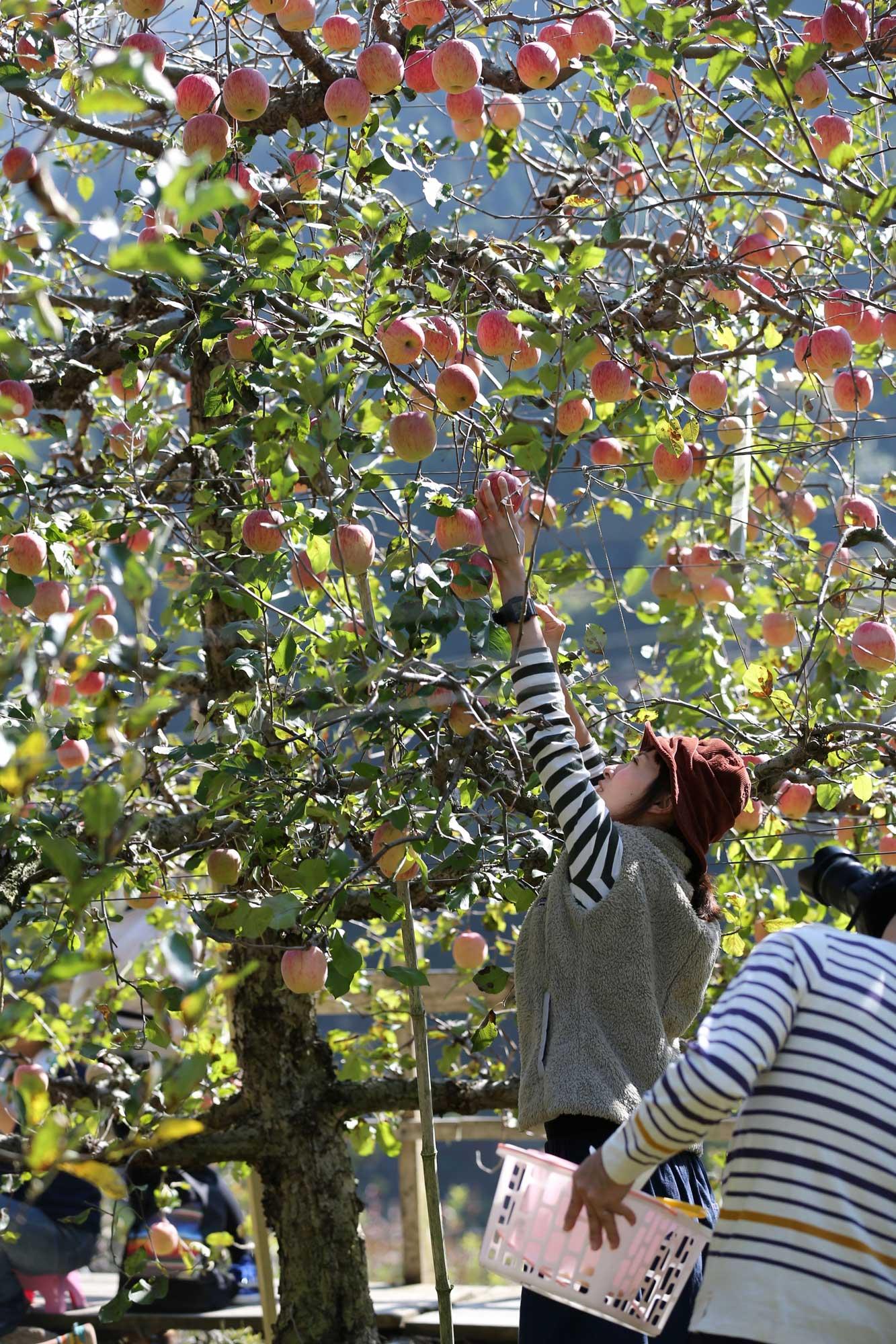 加工済_原観光りんご園４.jpg