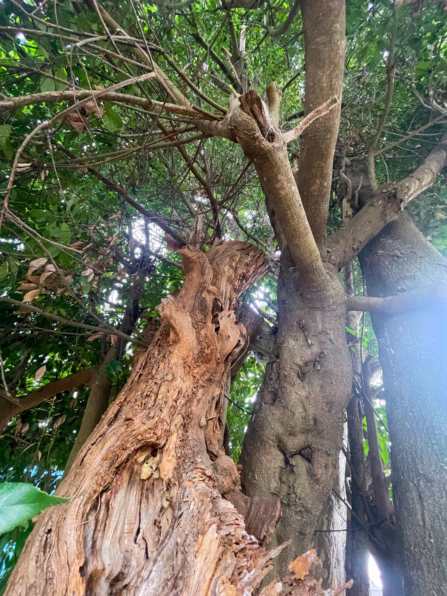 加工済_2510_兵庫県産山田錦02_02.jpg