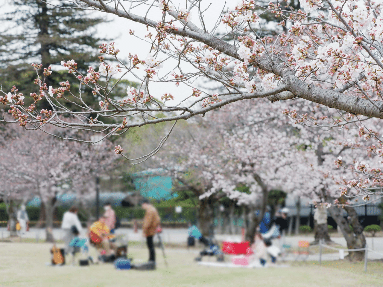 桜とお花見客