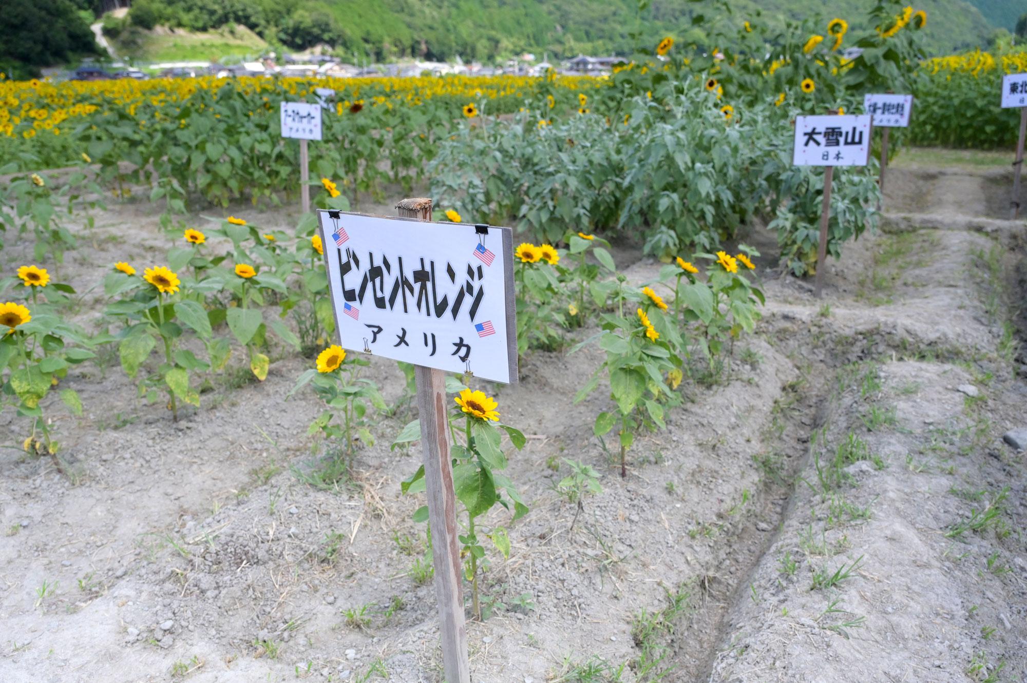 加工済_2607_佐用町01_南光ひまわり祭り_05.jpg