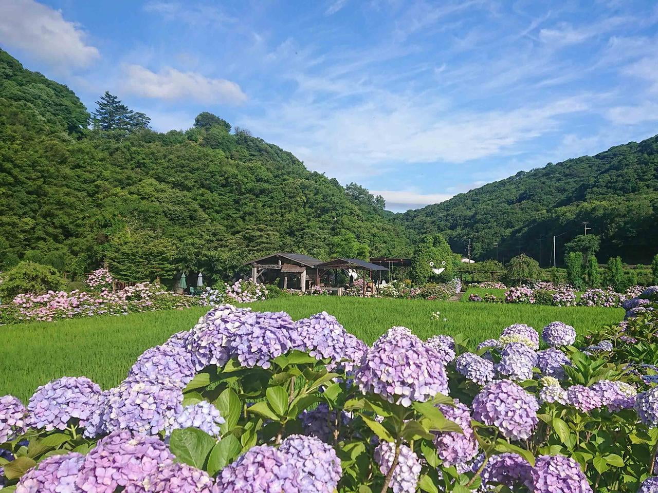 花山水 むらさきのあじさいの写真