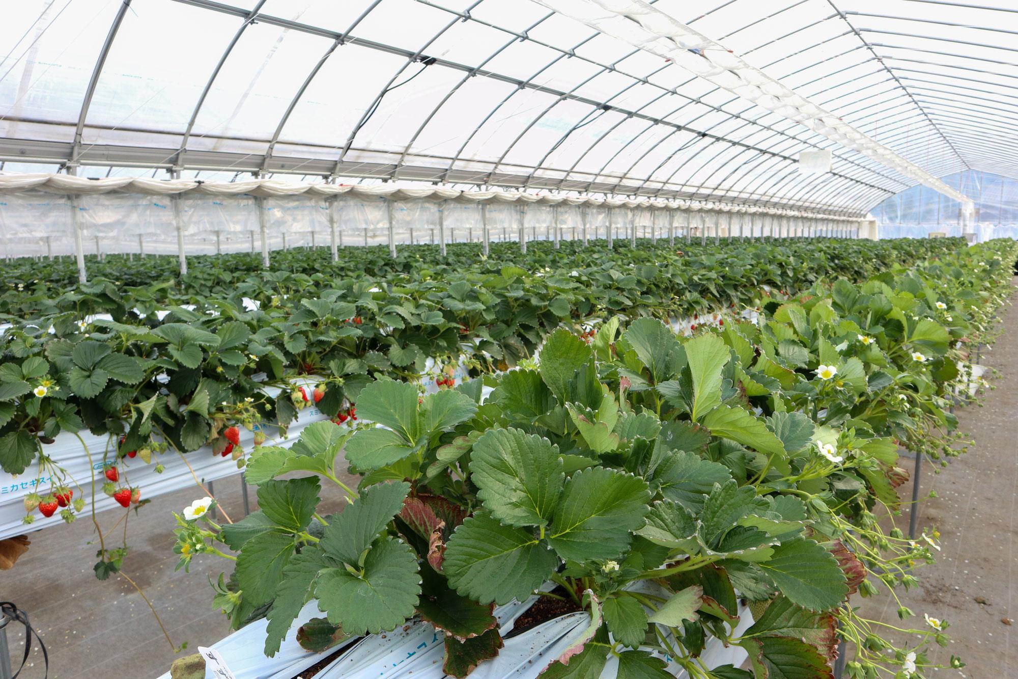 加工済_2602_巻頭特集「イチゴ」_にっしーFarm_写真02.jpg