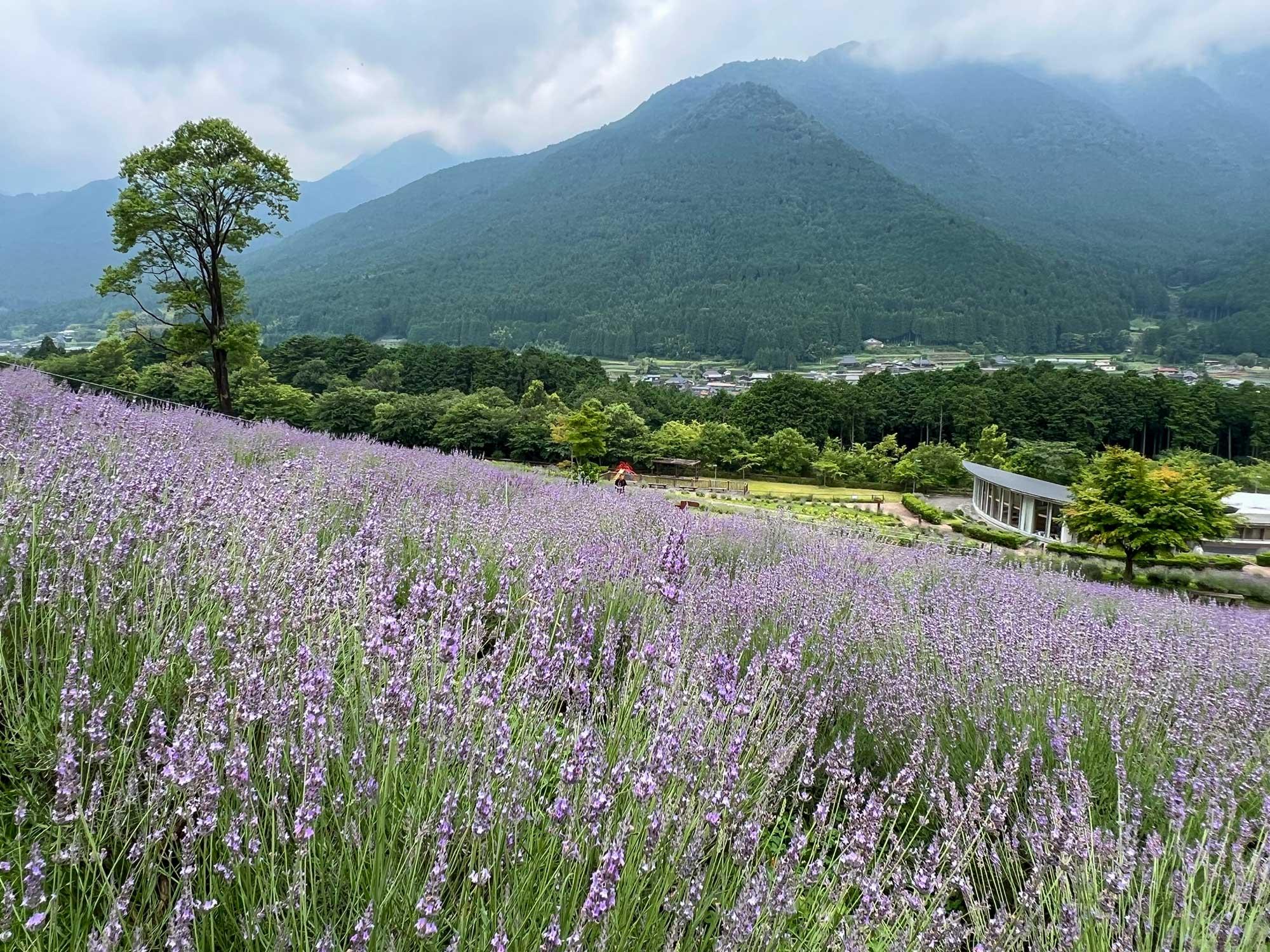 加工済_2503_花を愛でる_ラベンダーパーク多可_写真01(ラバンディンラベンダー6月下旬～)-.jpg