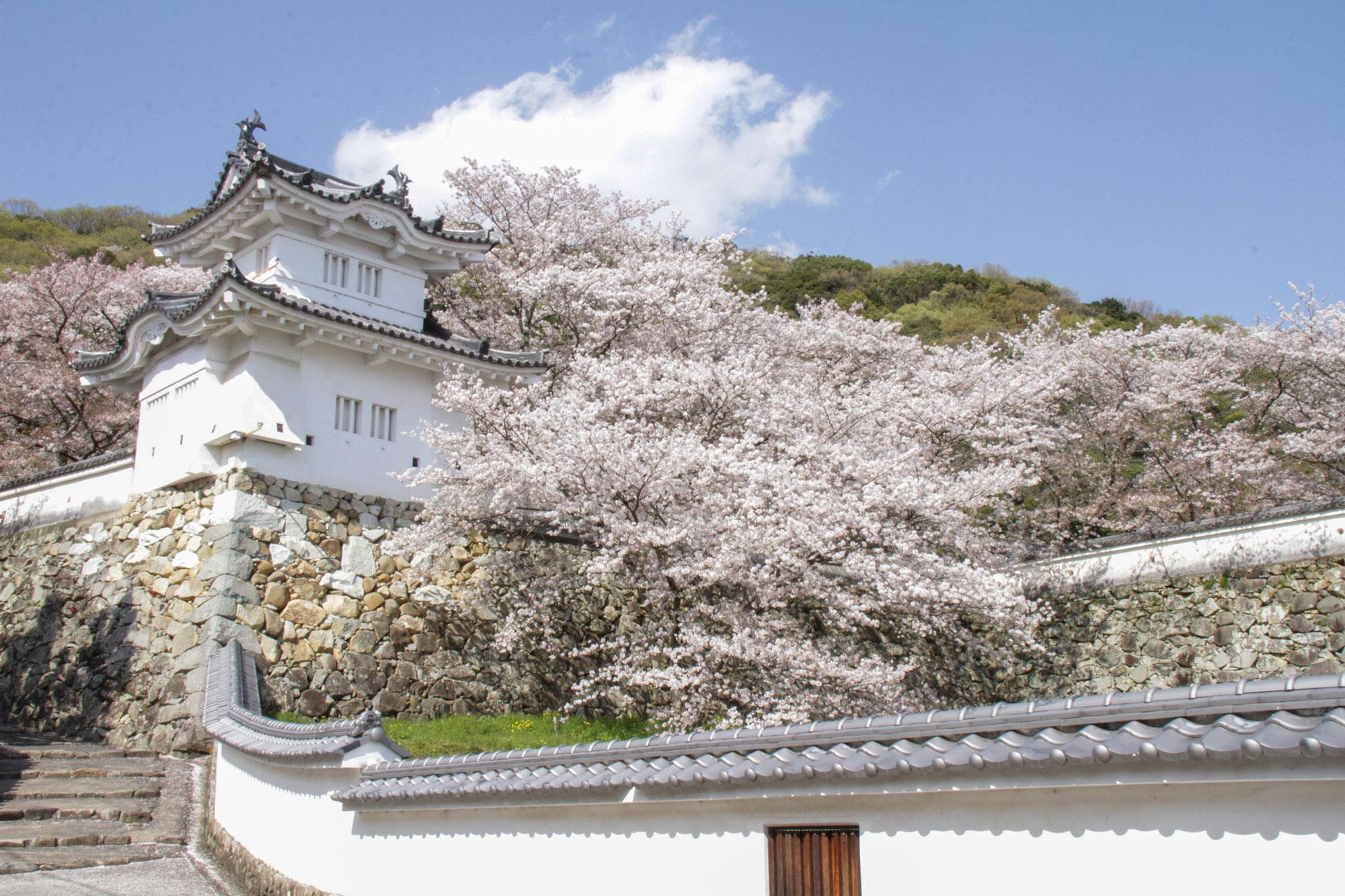 加工済_龍野城桜.jpg