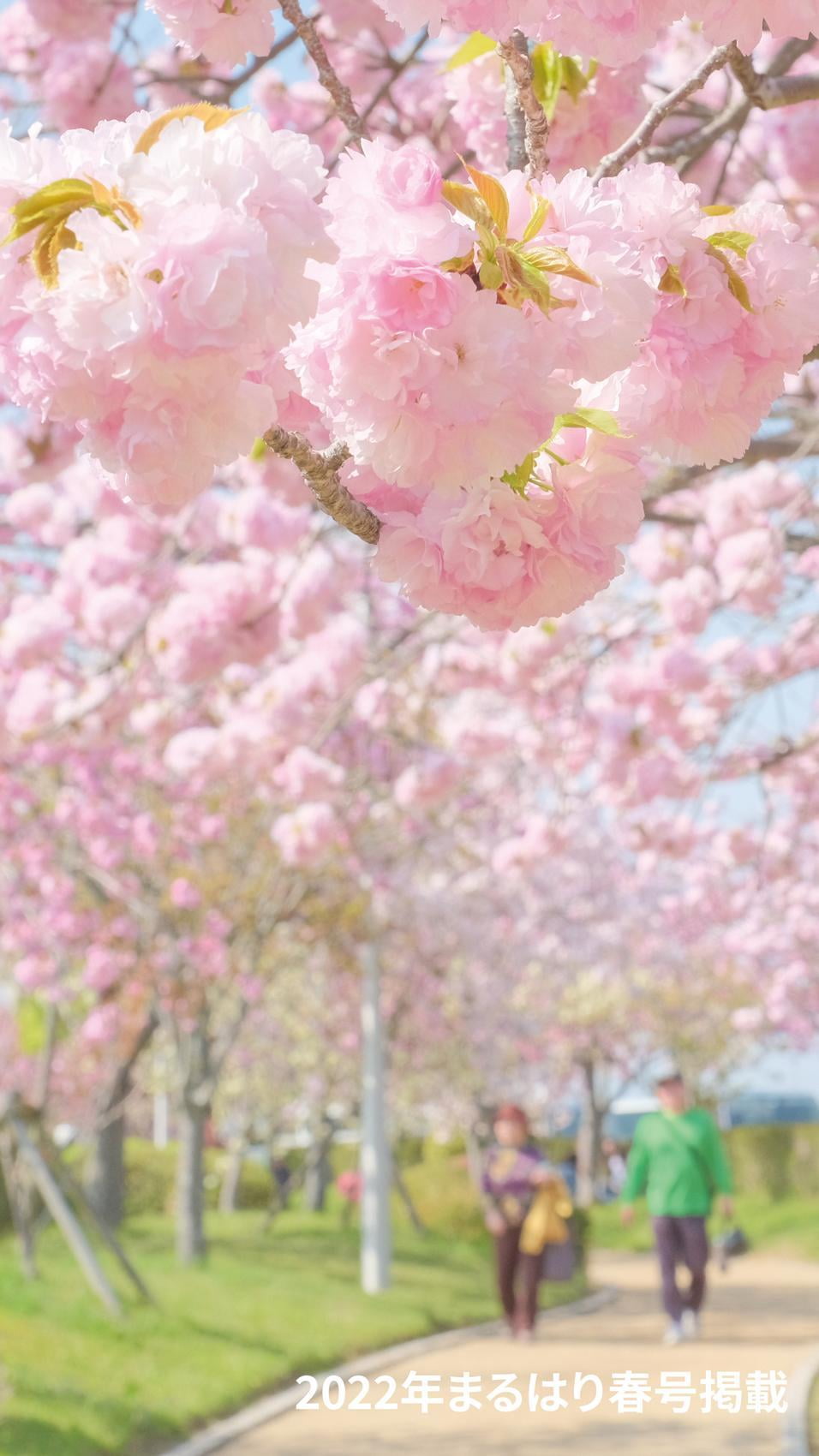 22haru_桜_やなせ苑DSCF8585.jpg