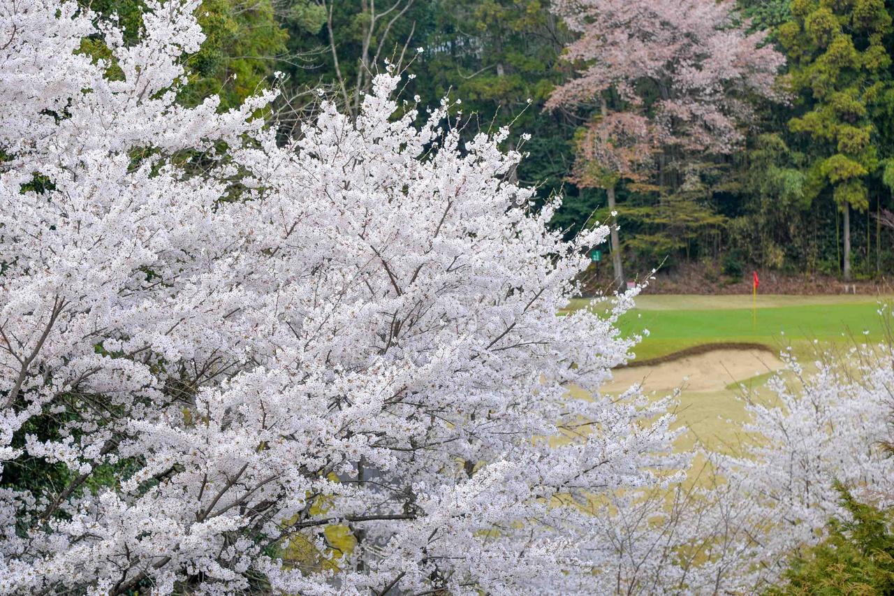 旭国際姫路ゴルフ倶楽部の桜が楽しめるホールの写真.jpg