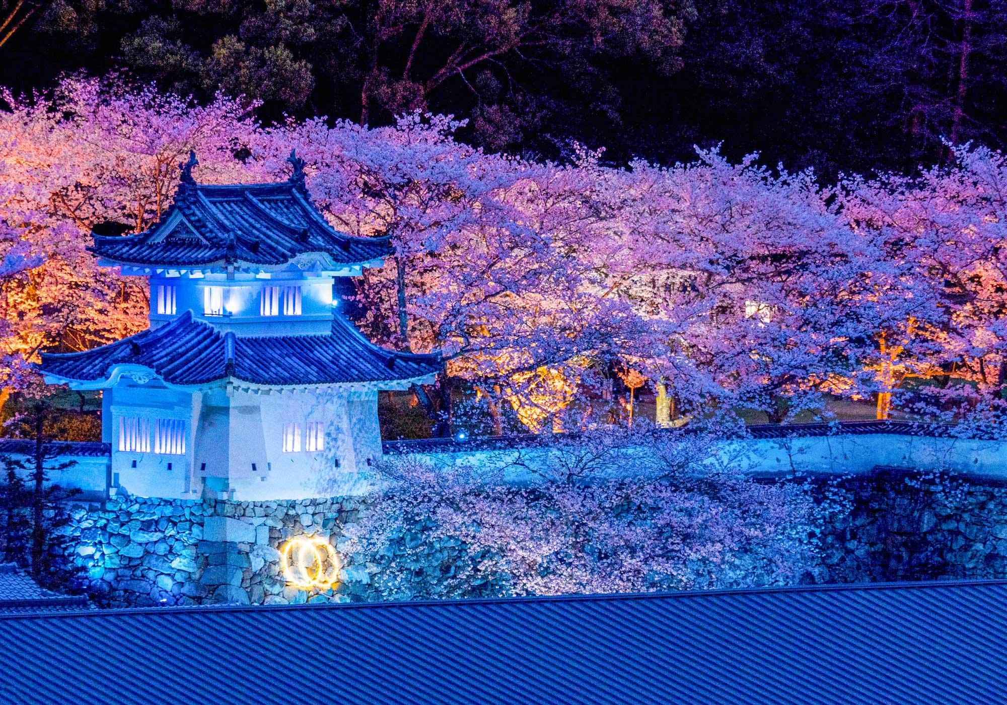 加工済_夜桜(ライトアップ).jpg