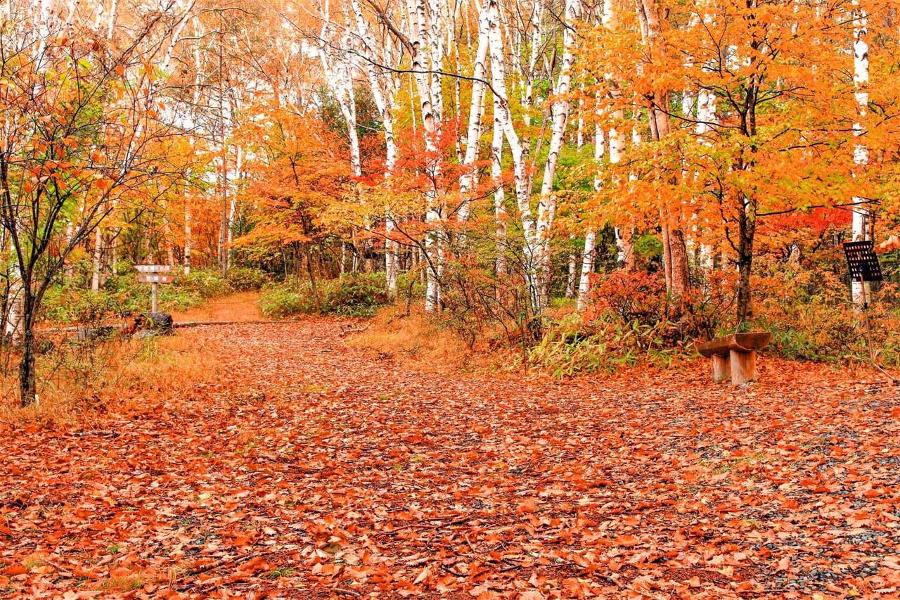 紅葉の写真