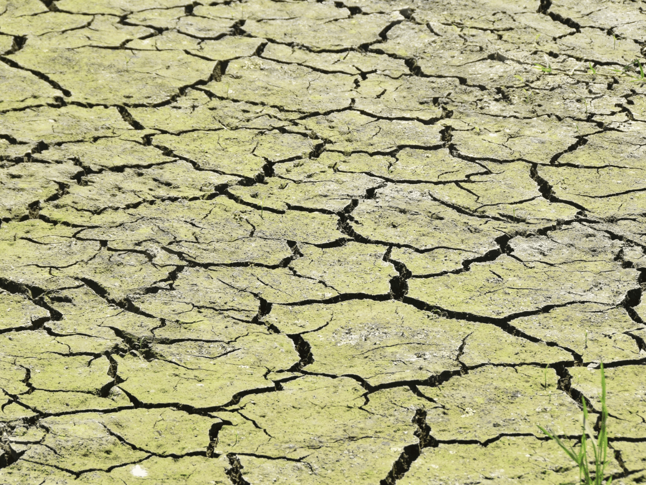 干上がった水田の写真