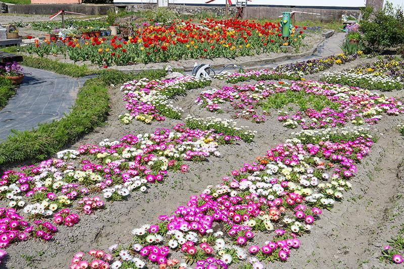 たつの市新宮町で開催されるオープンガーデンinしんぐうの会場ささの庭・花ゆらりの花壇の写真