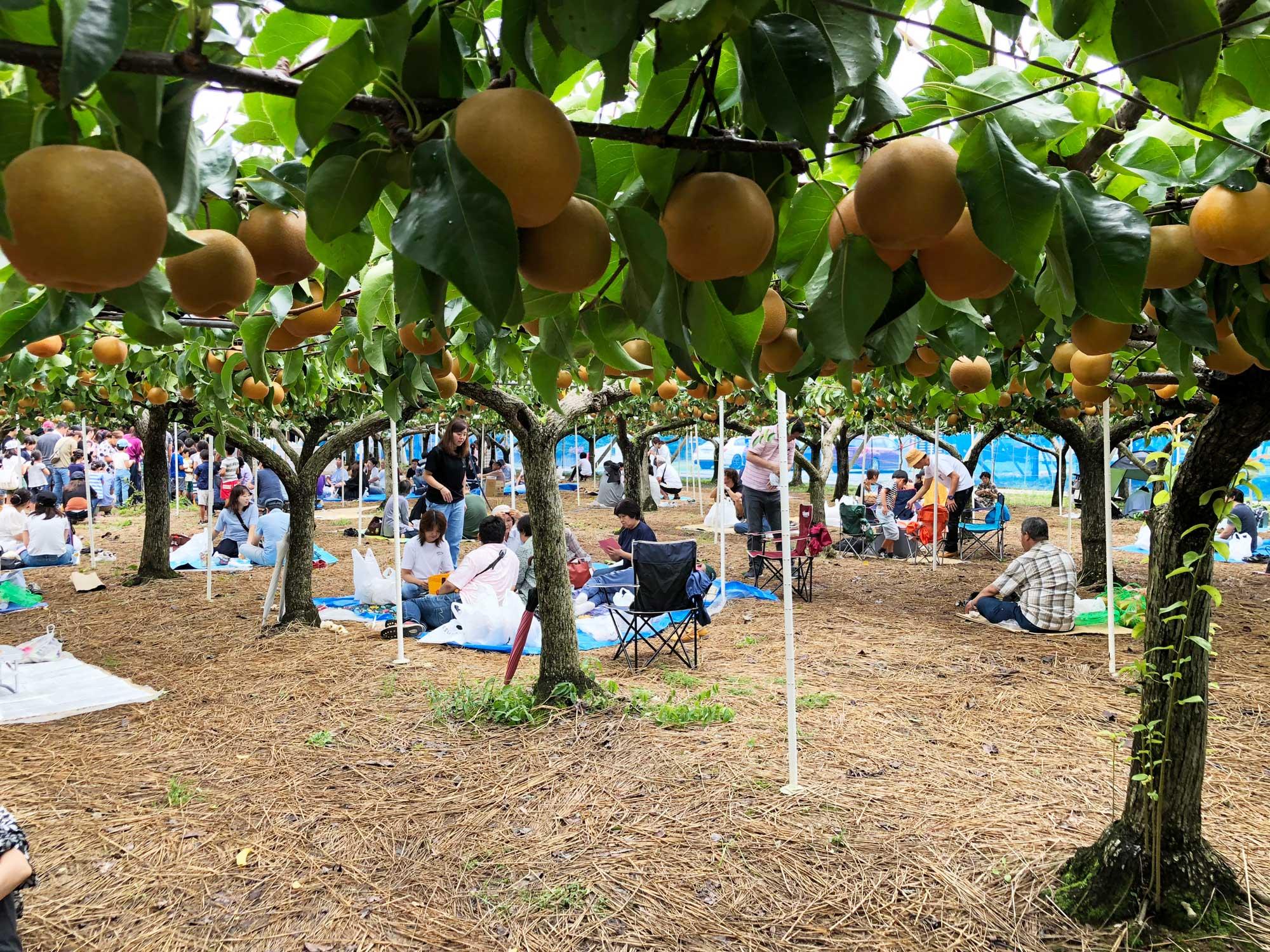 加工済_神戸観光なし園１.jpg