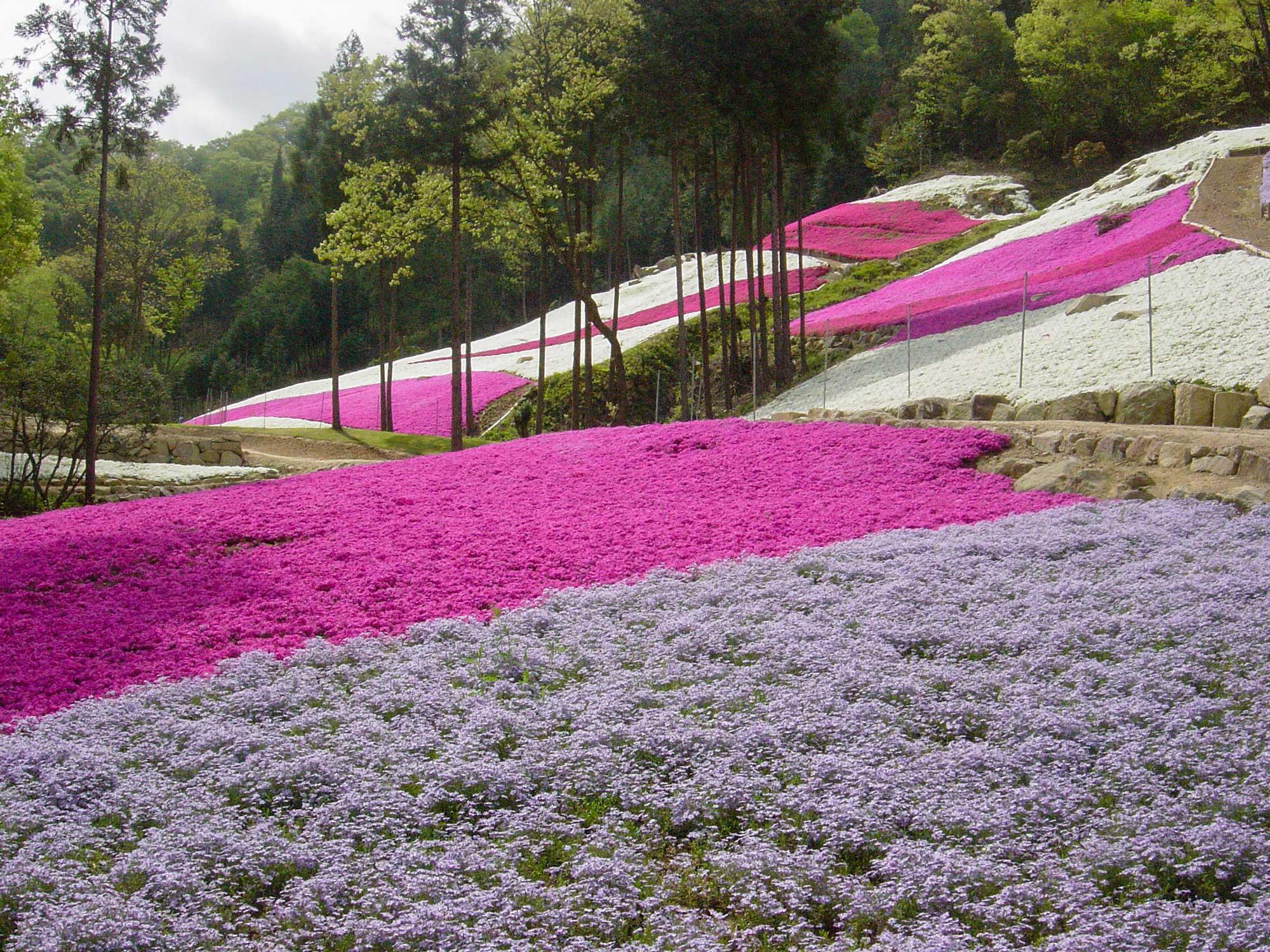 加工済_2503_花を愛でる_ヤマサ蒲鉾_写真01.jpg
