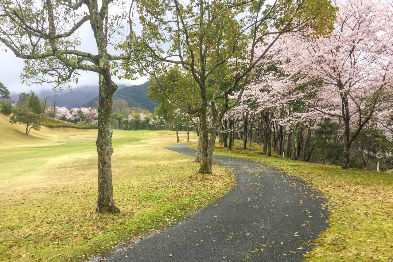 粟賀ゴルフ倶楽部の桜とコースの写真.jpg