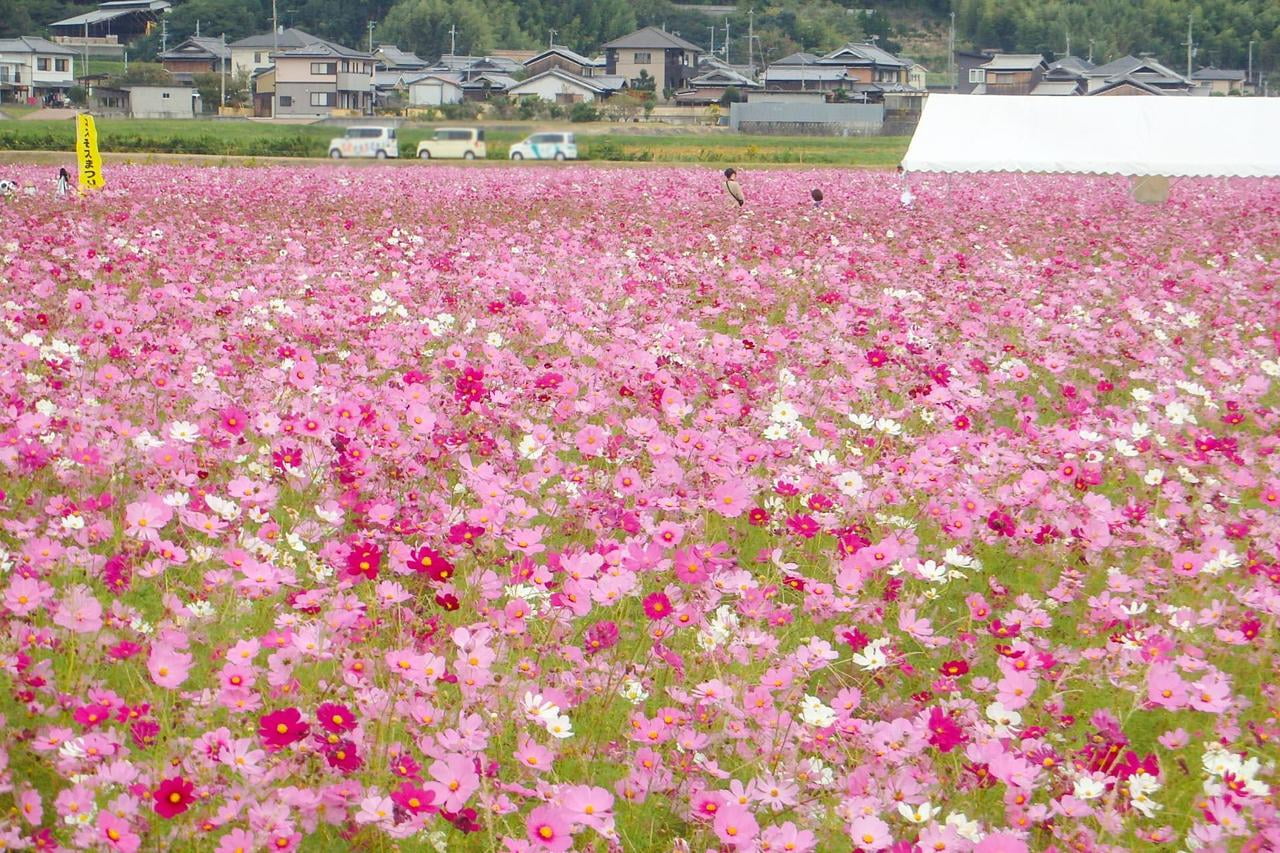 加古川市で開かれる志方東コスモスまつりで見られる一面ピンクのコスモス畑の写真