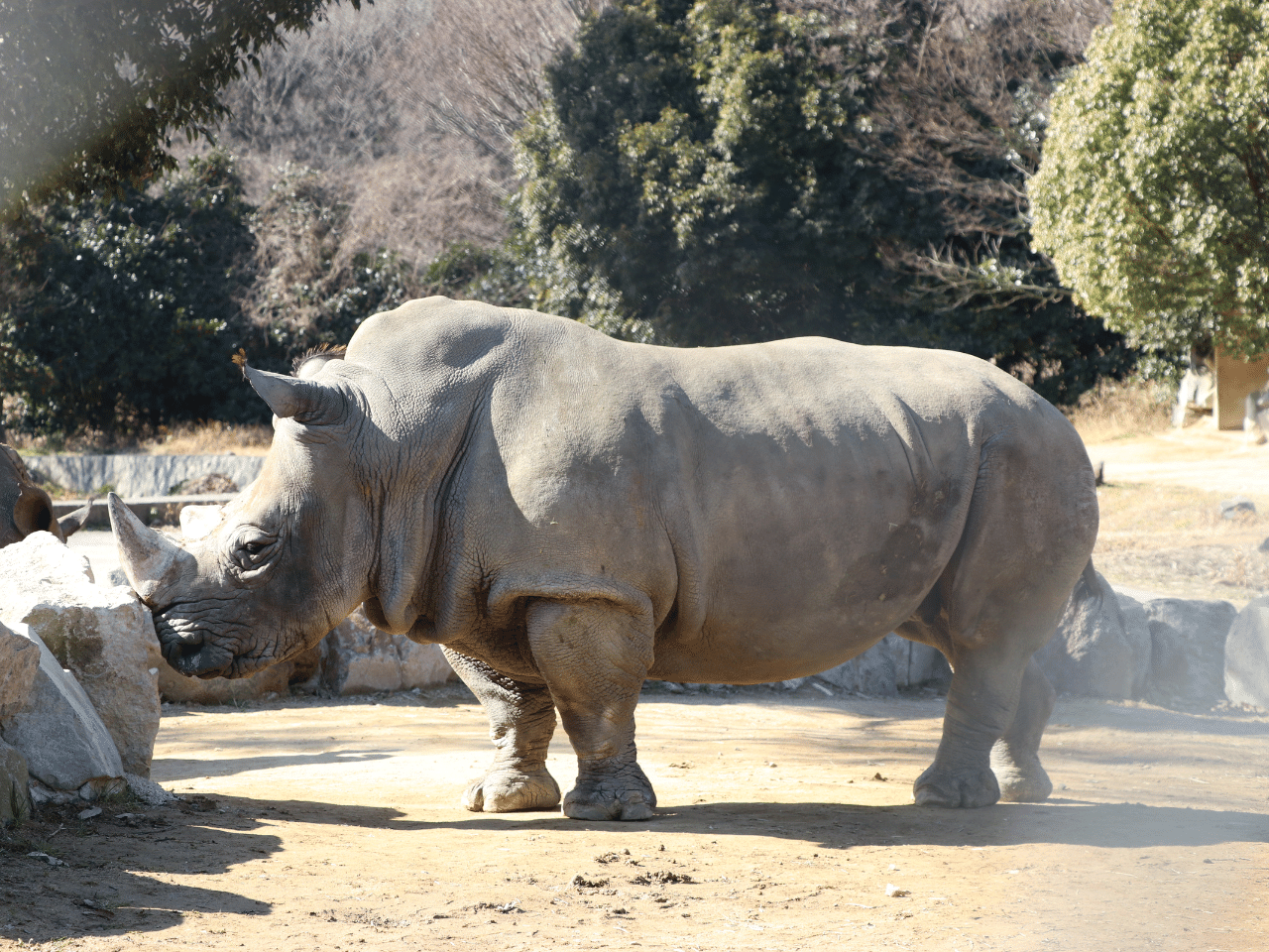 サファリパークのサイ