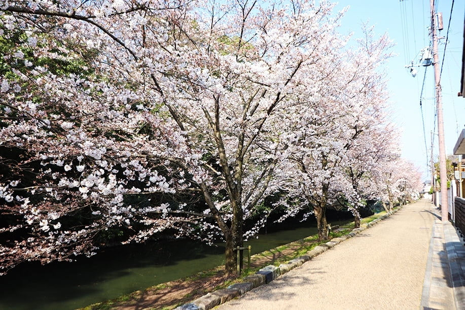 野里小清水門近く桜.jpg