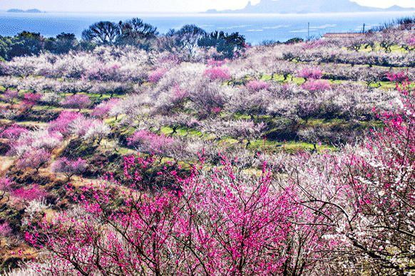 たつの市綾部山梅林遠くに海を眺めるなだらかな斜面一面の紅白の梅の写真