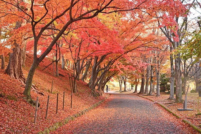 姫山公園の紅葉の写真