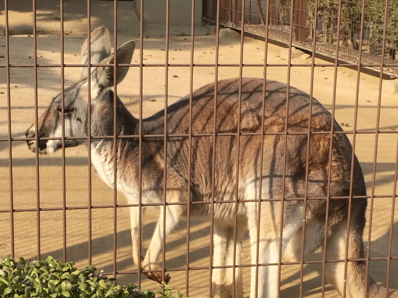 アカカンガルー