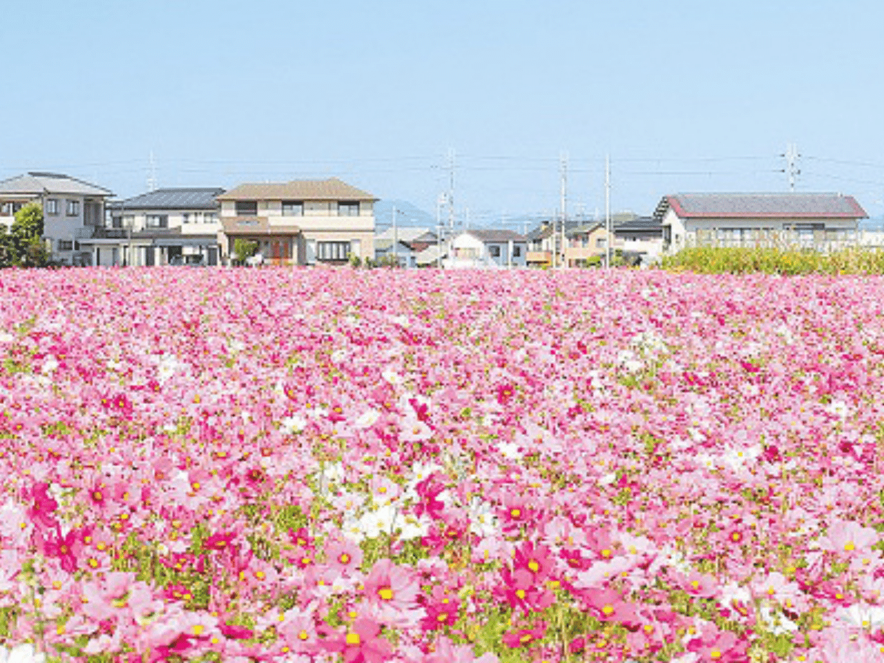 コスモス畑の写真