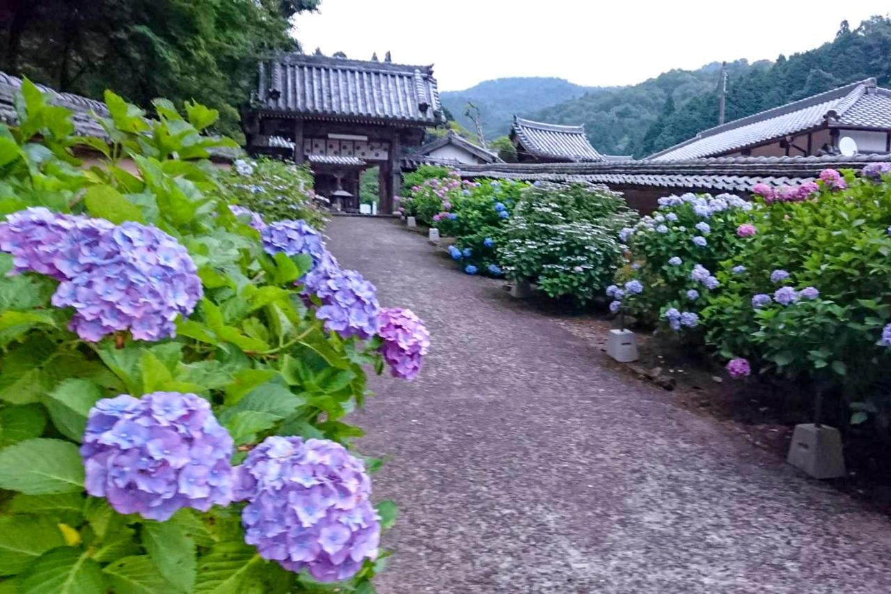 通宝山弥勒寺へ続く参道に咲くアジサイの写真