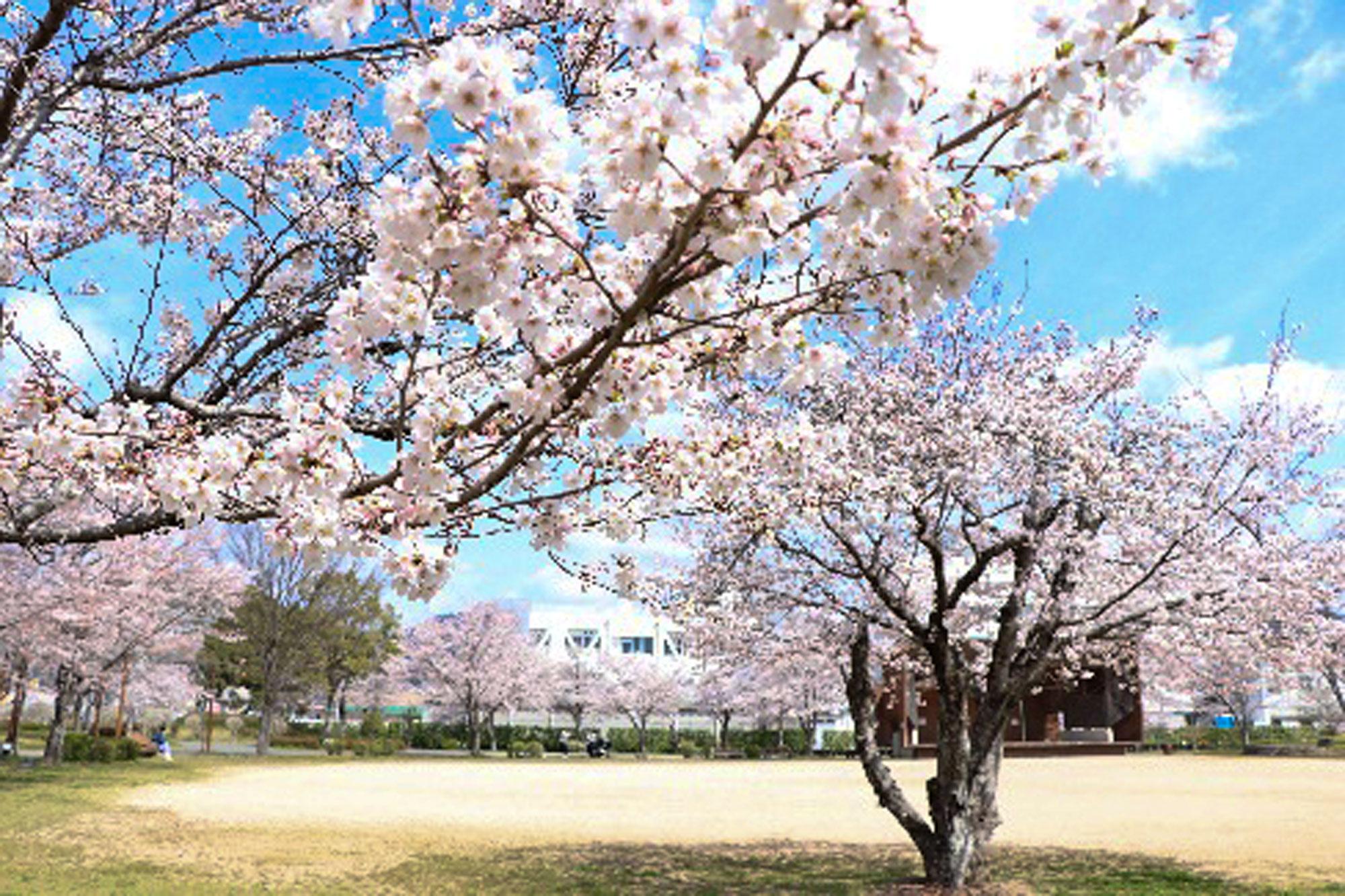 加工済_202604_宍粟_夢公園の桜.jpg