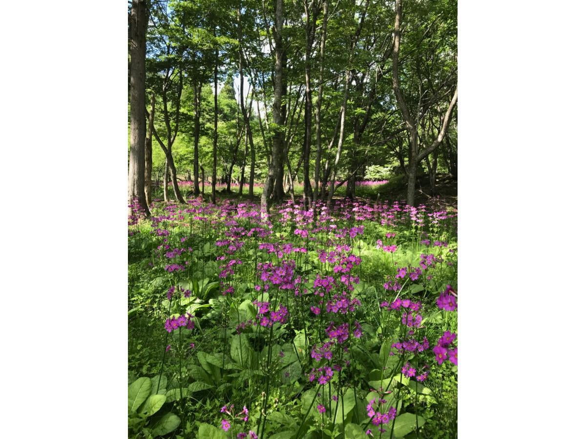 クリンソウ（ちくさ湿原）の写真