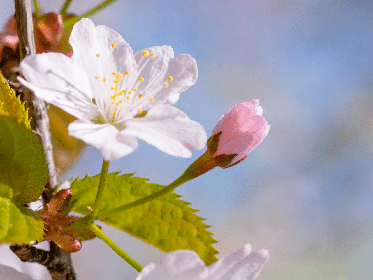 桜の花とつぼみ