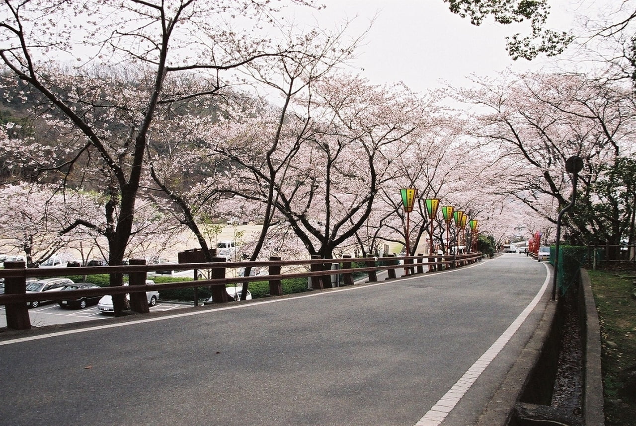 提供・桜写真.jpg