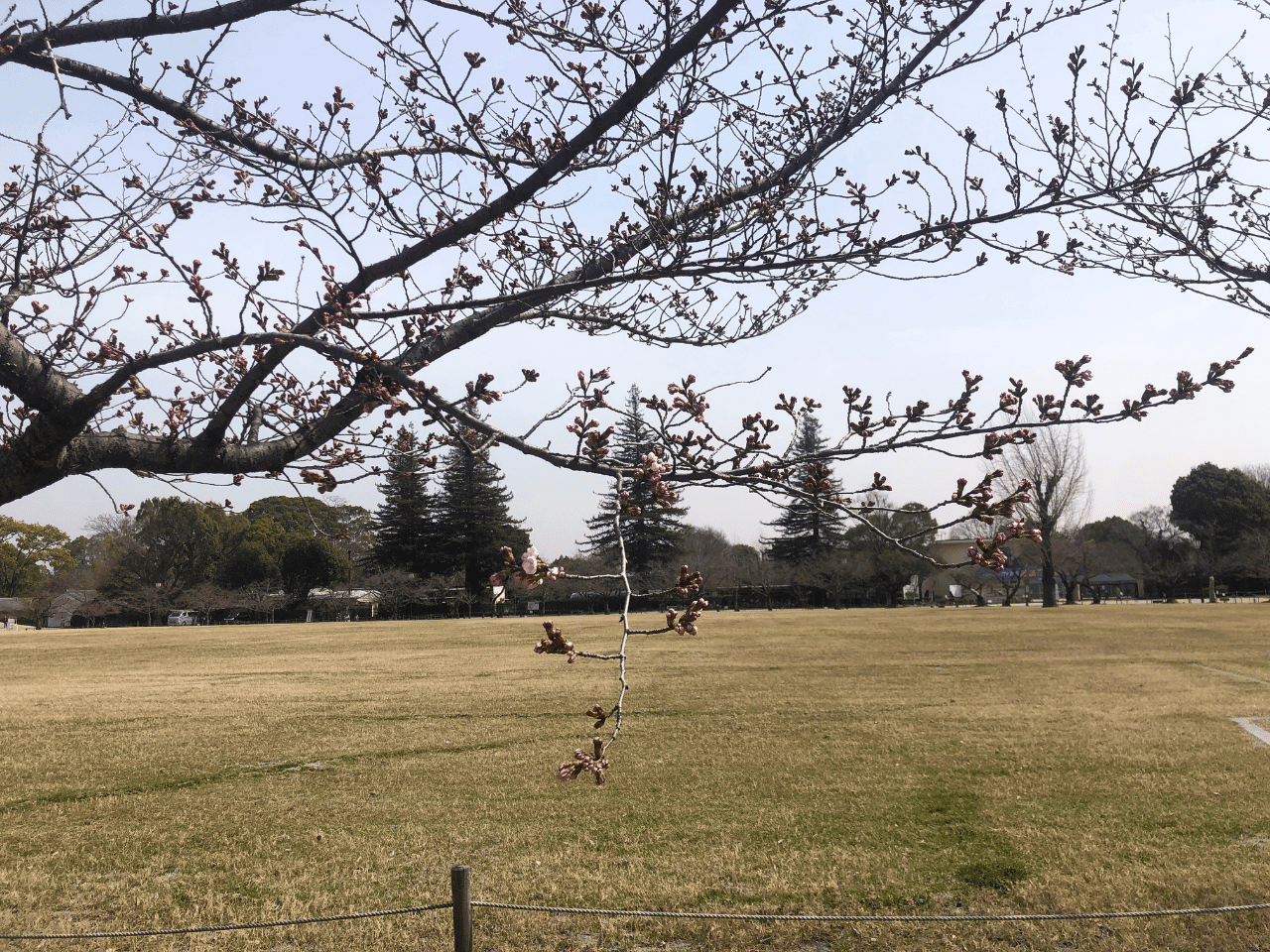 20220325姫路城の桜