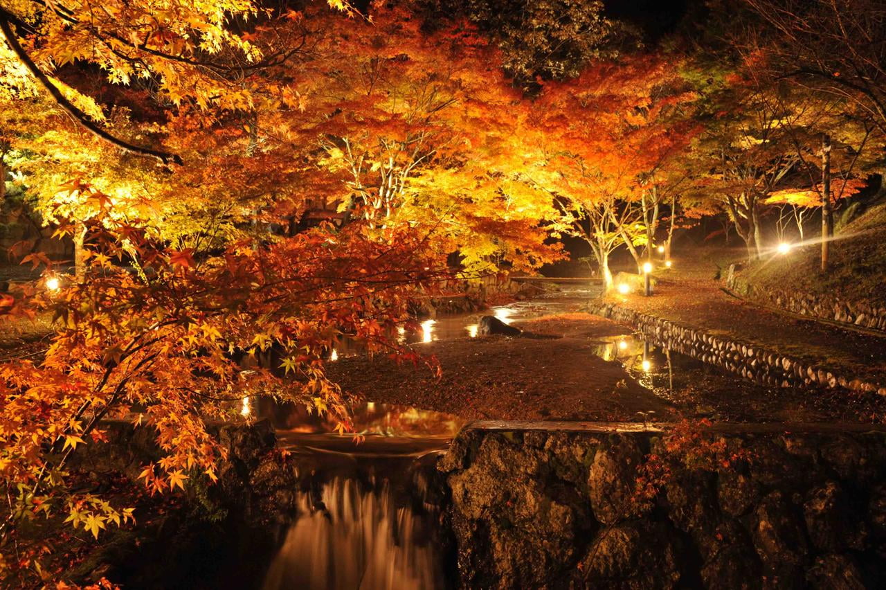 東山公園もみじまつりライトアップの写真