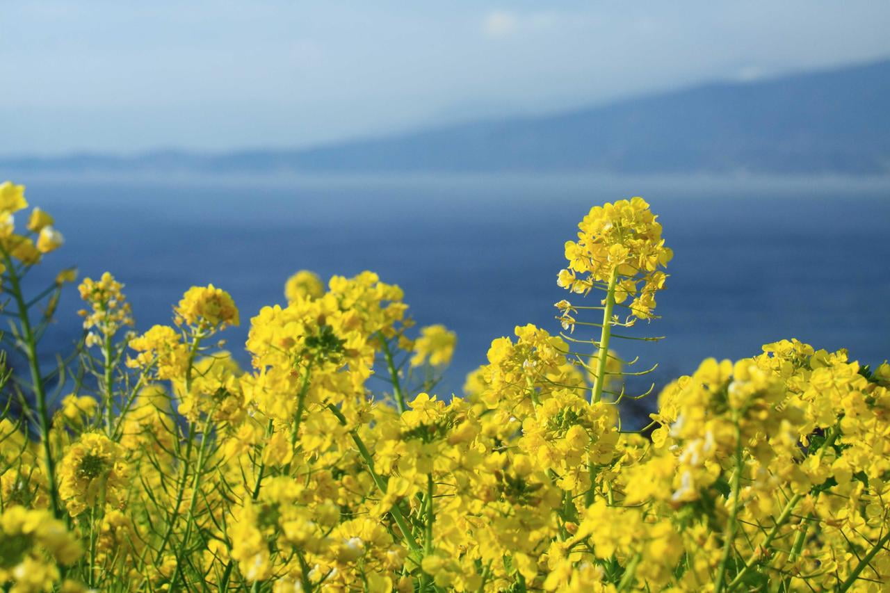 海と菜の花の写真.jpg