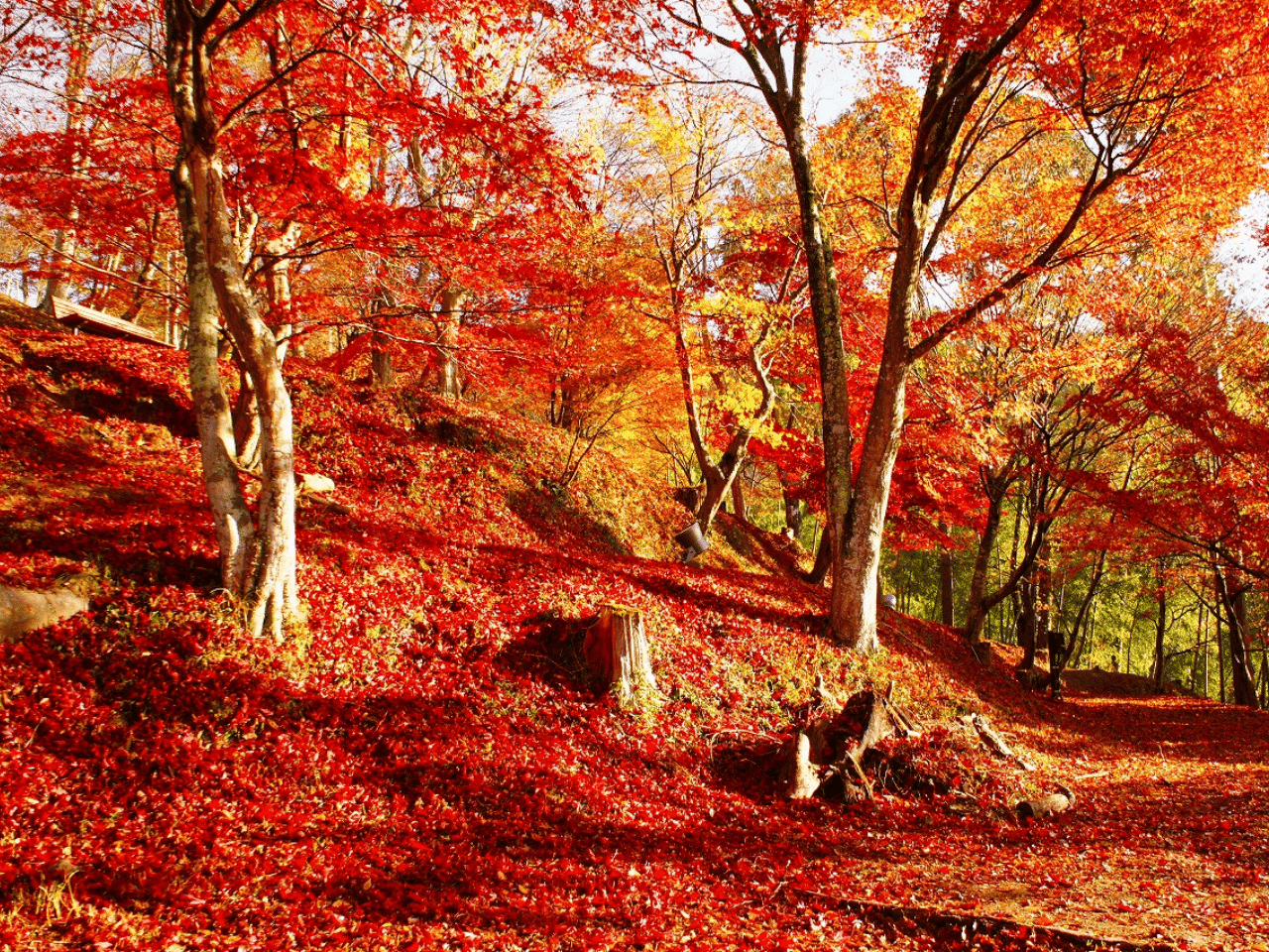 最上山公園もみじ山の紅葉.png